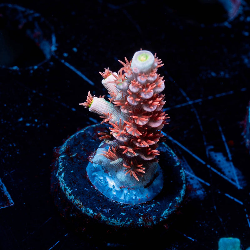 Cherry Bomb Acropora