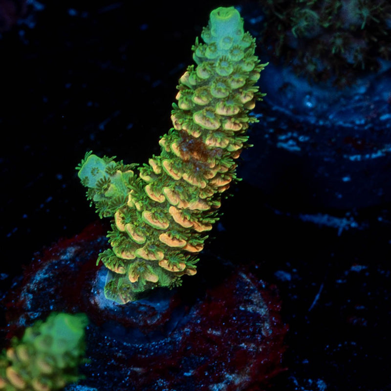 Acid Trip Millepora