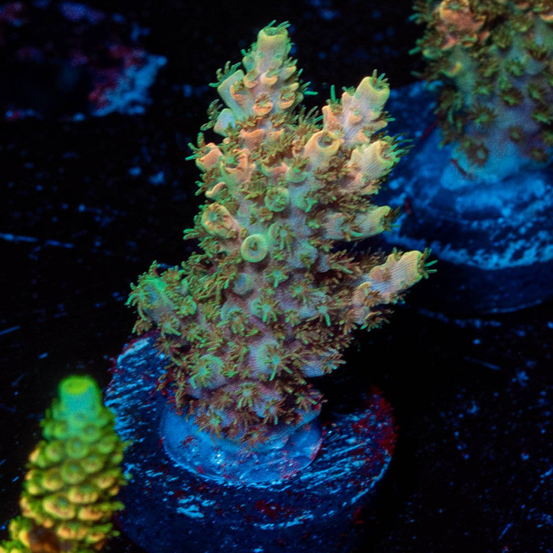 White Buffalo Acropora