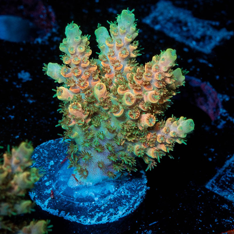 White Buffalo Acropora