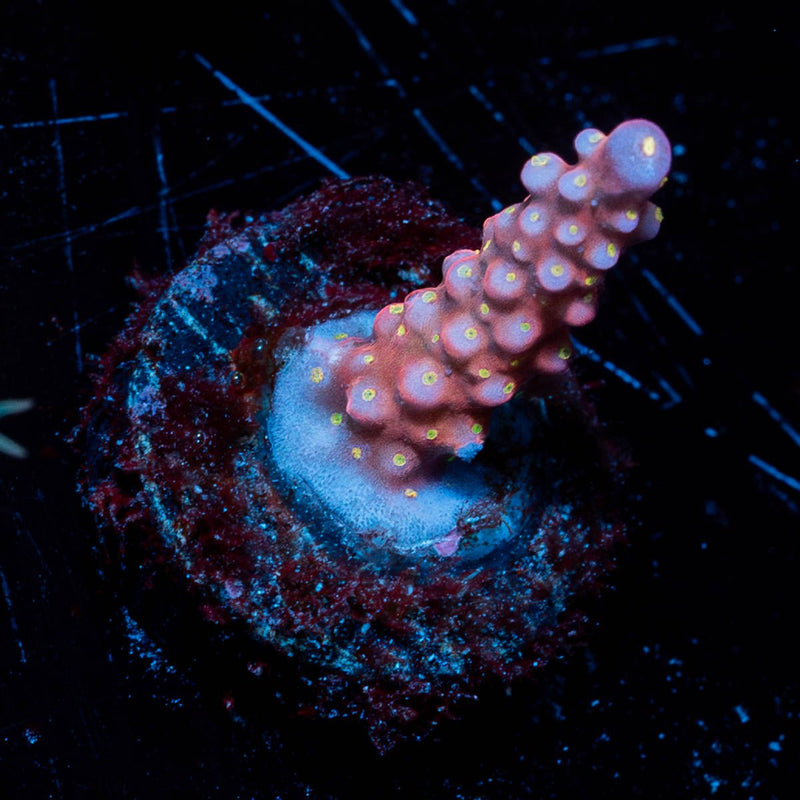 Firework Acropora
