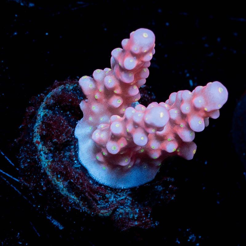 Firework Acropora