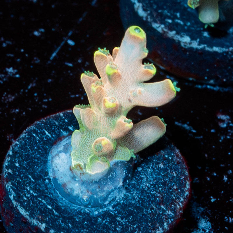 Bali ShortCake Acropora