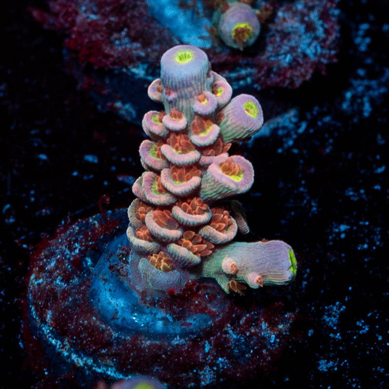 Cherry Bomb Acropora