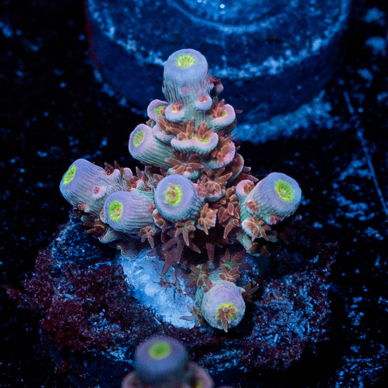 Time Binder Acropora