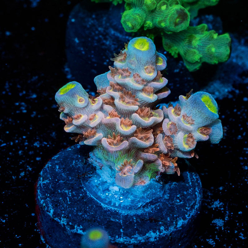 Globe Master Acropora