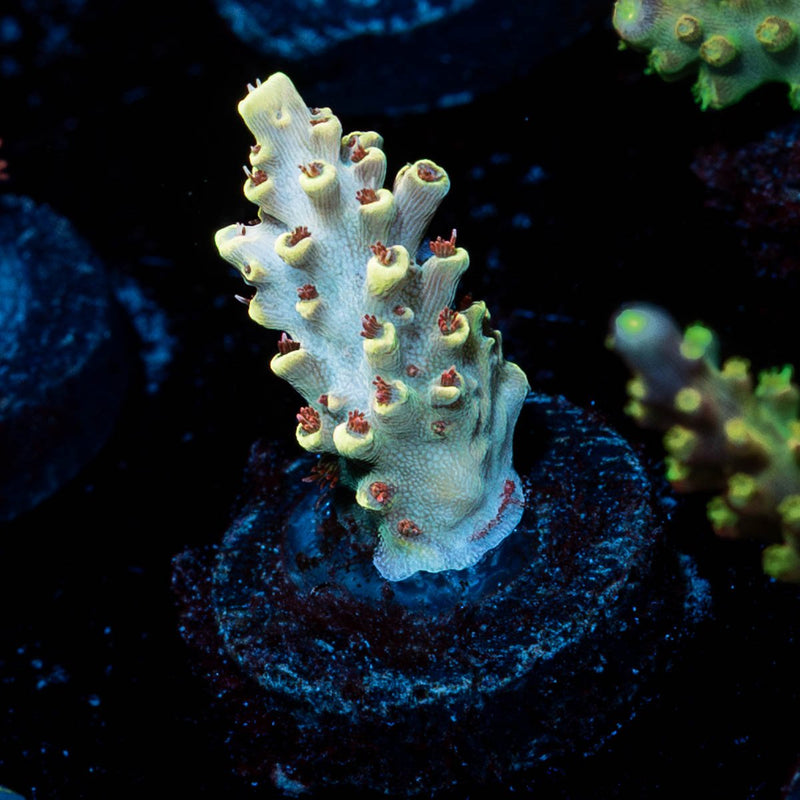Pink Floyd Acropora