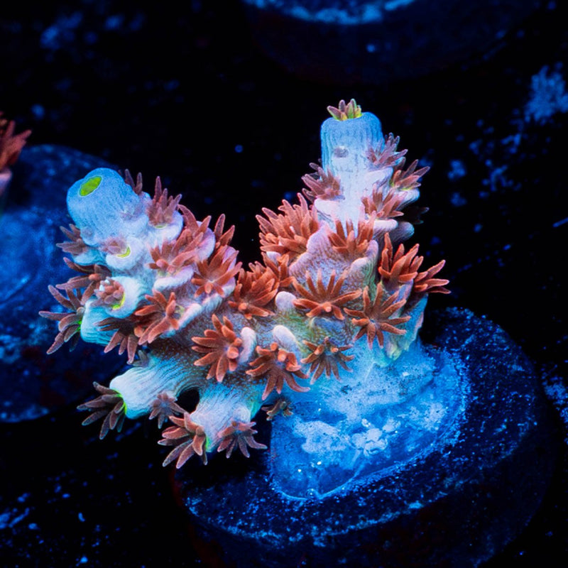 Cherry Bomb Tenuis Acropora