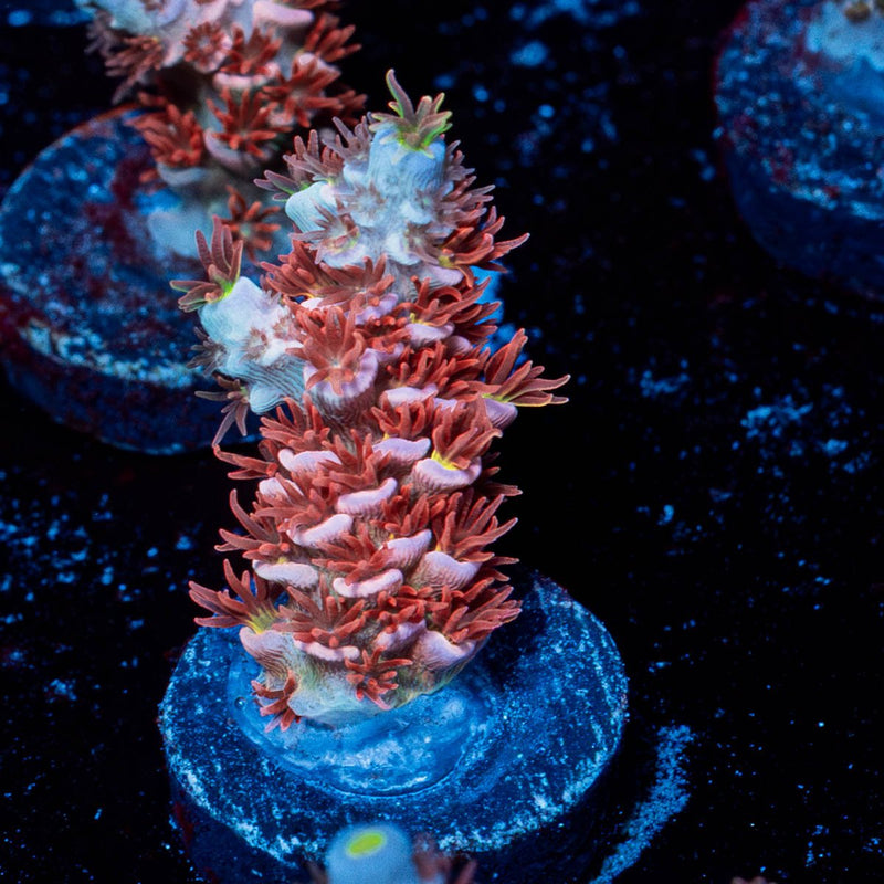 Cherry Bomb Tenuis Acropora
