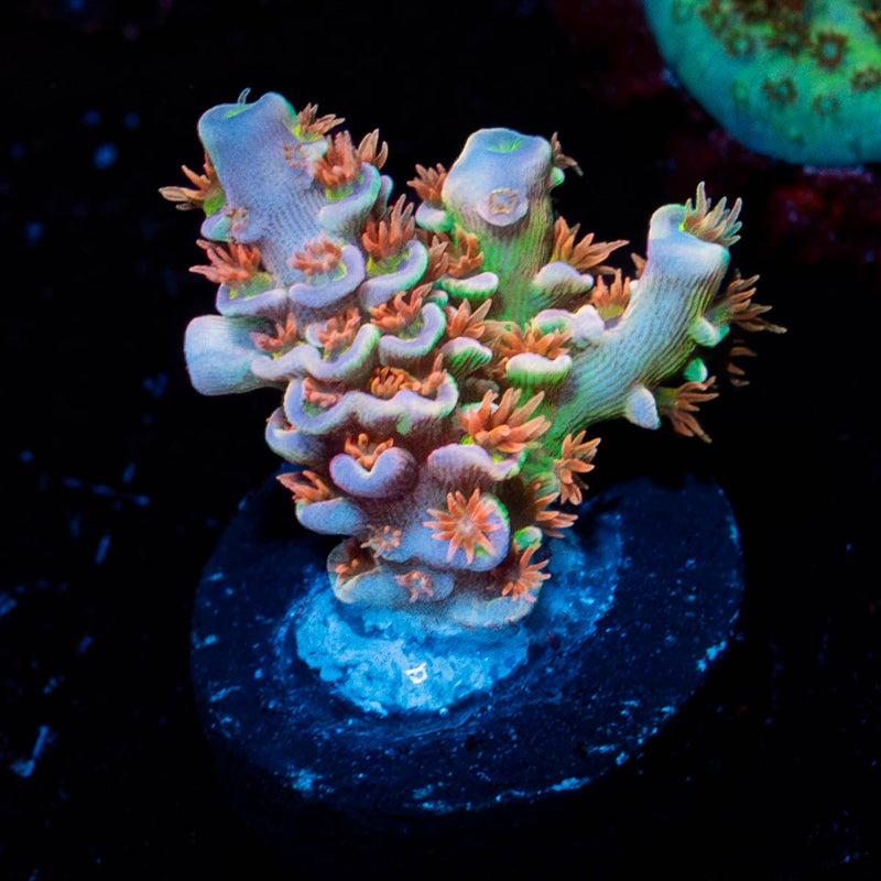 Beast Mode Tenuis Acropora