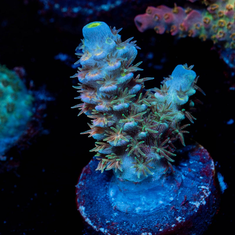 starscream Acropora