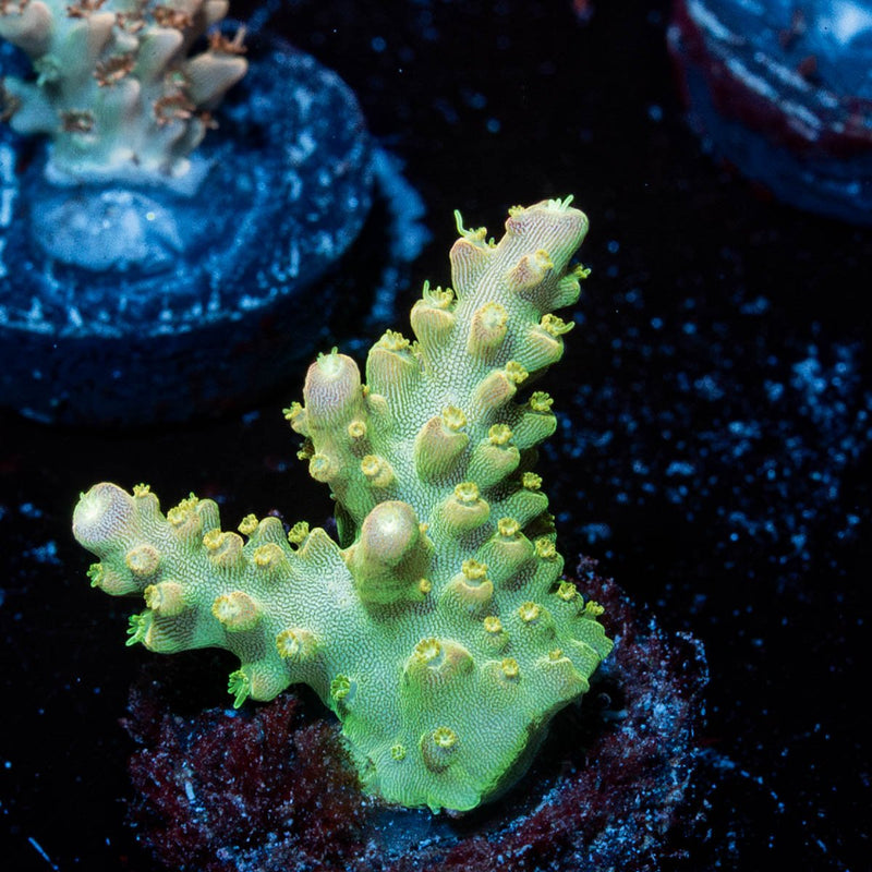 Paletta Pink Tip Acropora