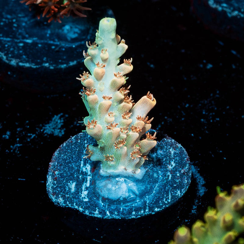 Temporal Distortion Acropora