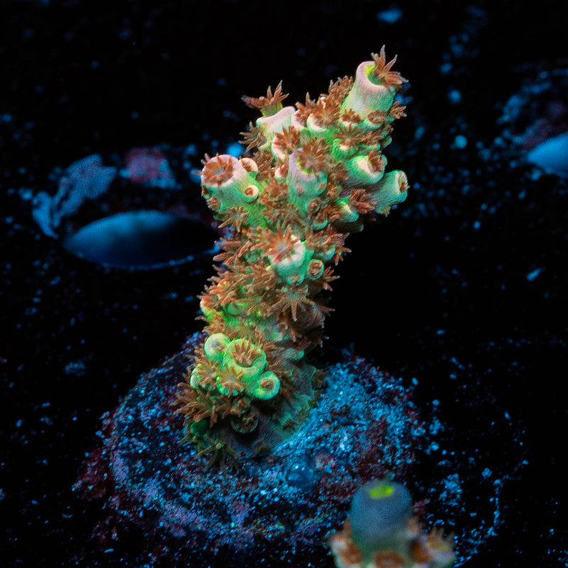 Chevron Tenuis Acropora