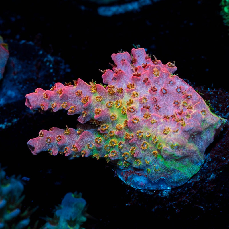 Night furry Acropora