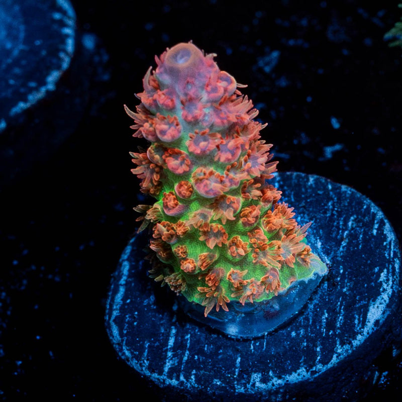 Princess Peach Acropora