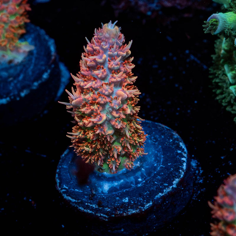 Princess Peach Acropora