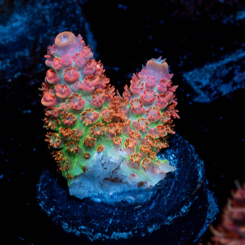 Princess Peach Acropora