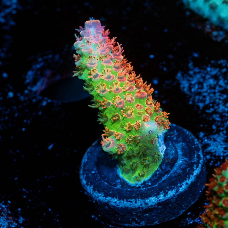 Princess Peach Acropora