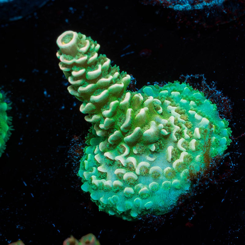 Oscar the Grouch Acropora