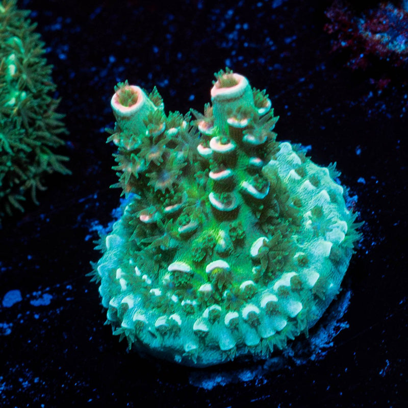 Oscar the Grouch Acropora