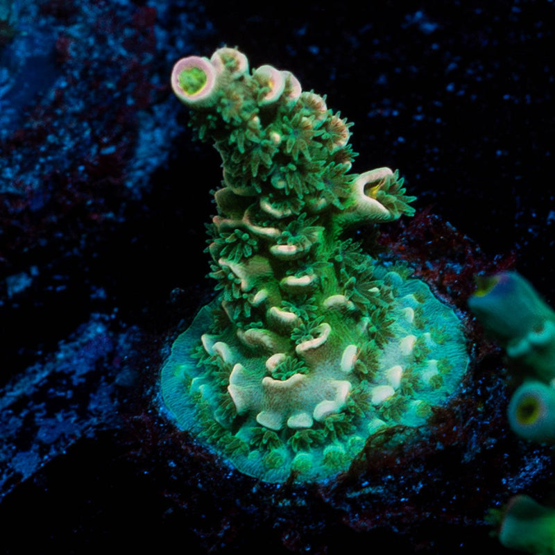 Oscar the Grouch Acropora