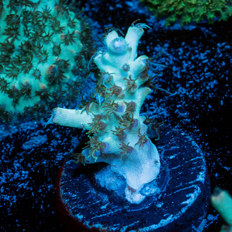 Yoda Acropora