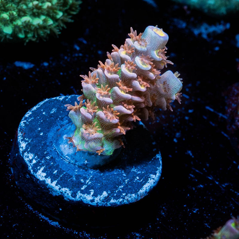 Tear Jerker tenuis Acropora