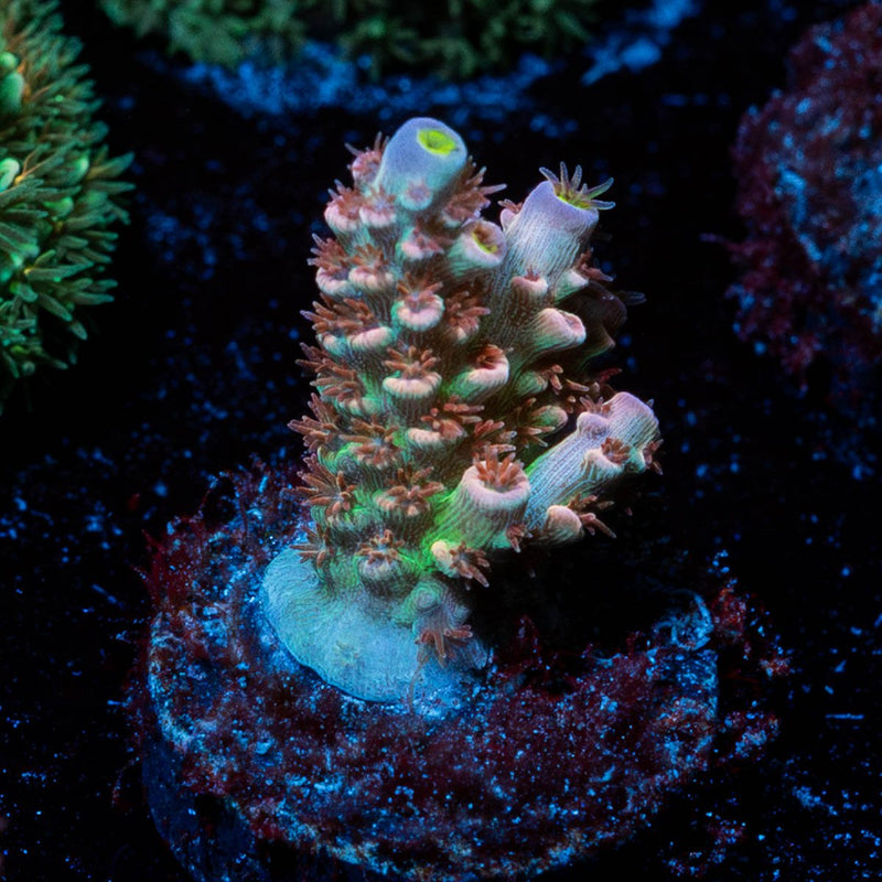 Tear Jerker tenuis Acropora