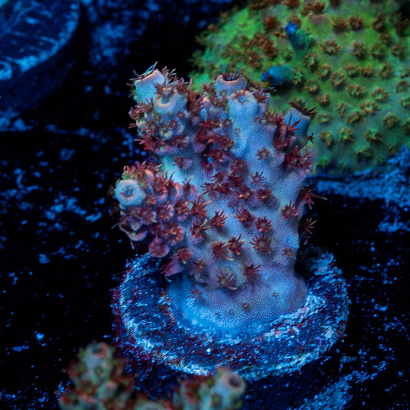 Optimus Prime Acropora
