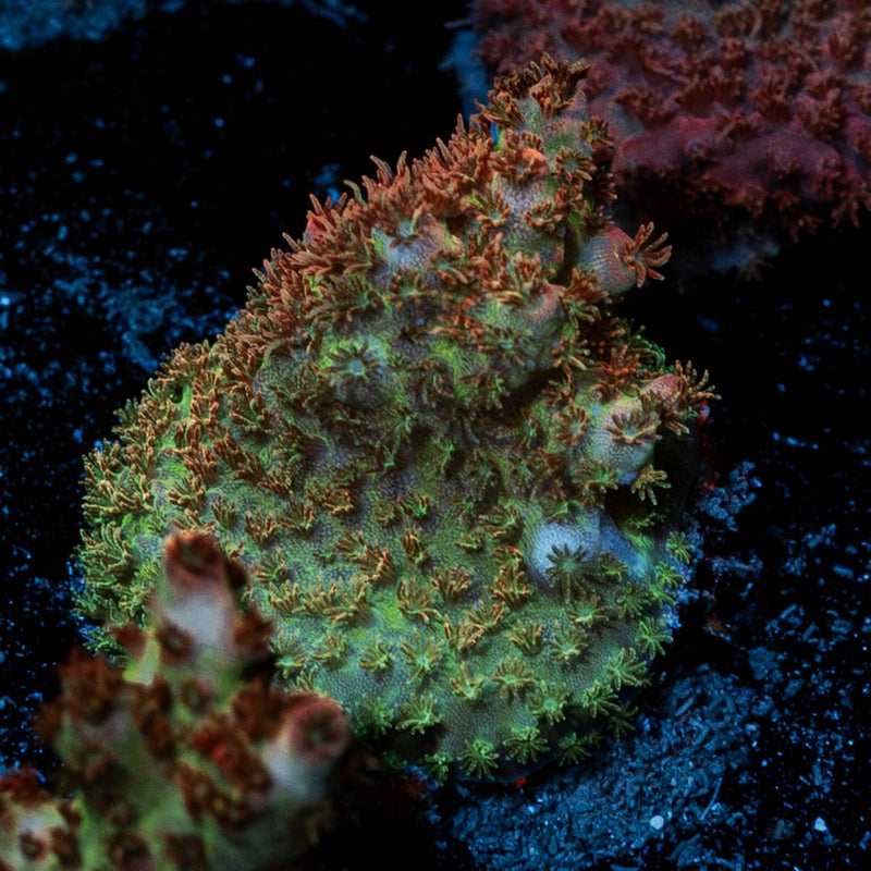 Princess Peach Acropora
