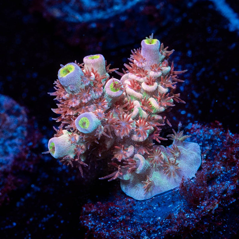 Cherry Bomb Tenuis Acropora