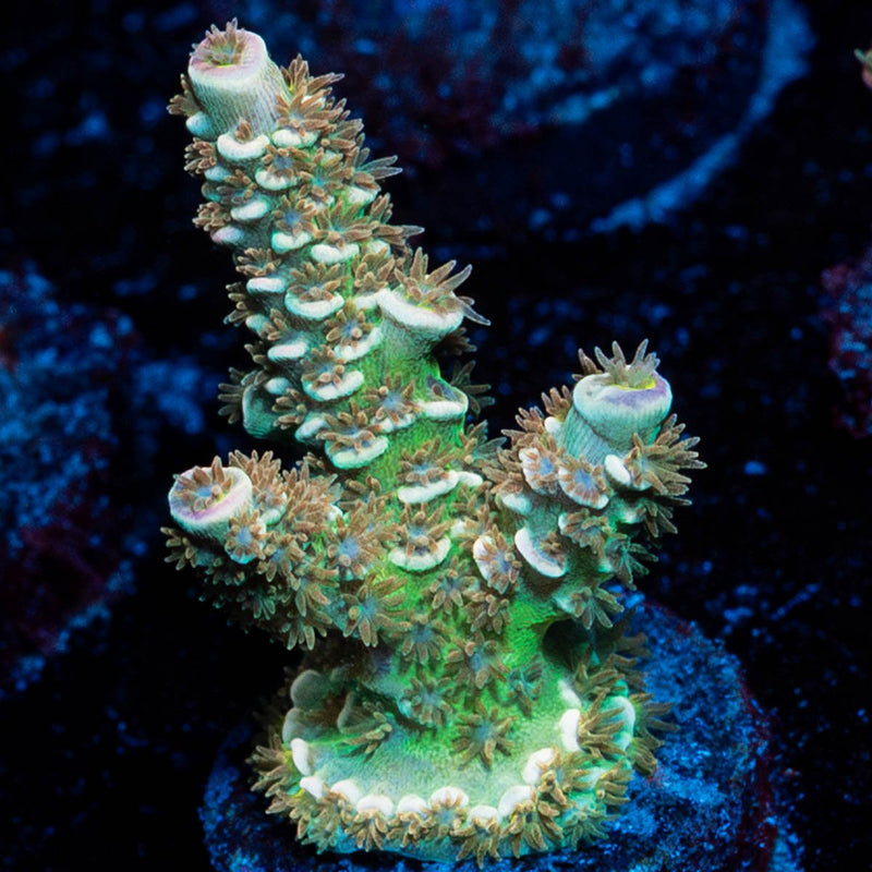 chevron Tenuis Acropora