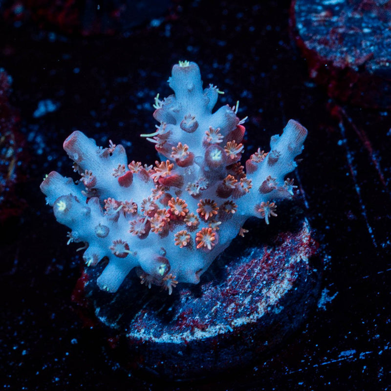 dippin dots Acropora