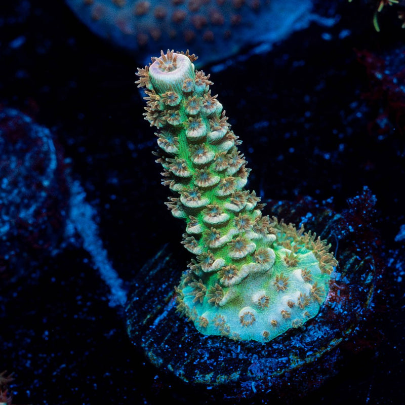 chevron Tenuis Acropora
