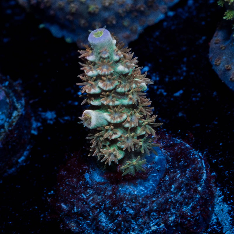 Starscream Tenuis Acropora