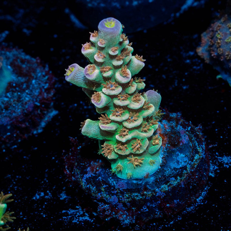 chevron Tenuis Acropora
