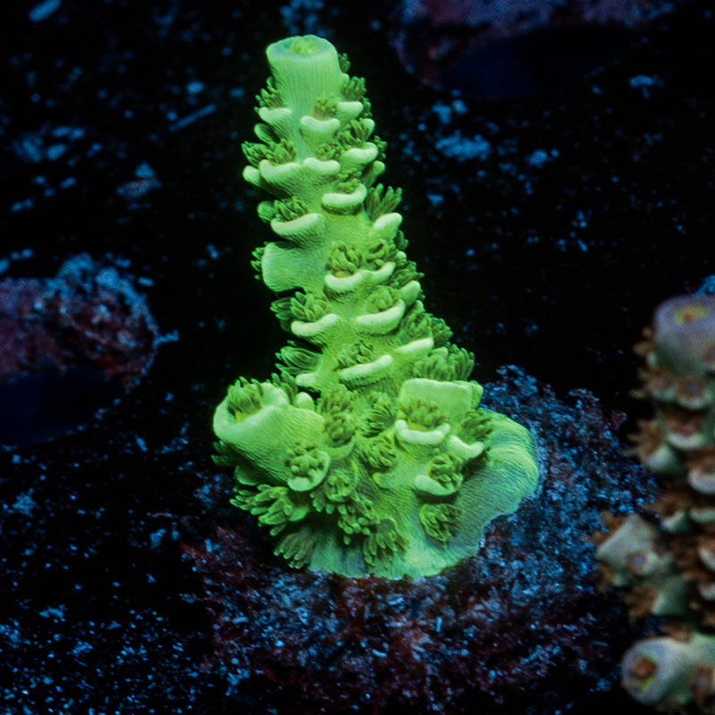Toxic Tenuis Acropora