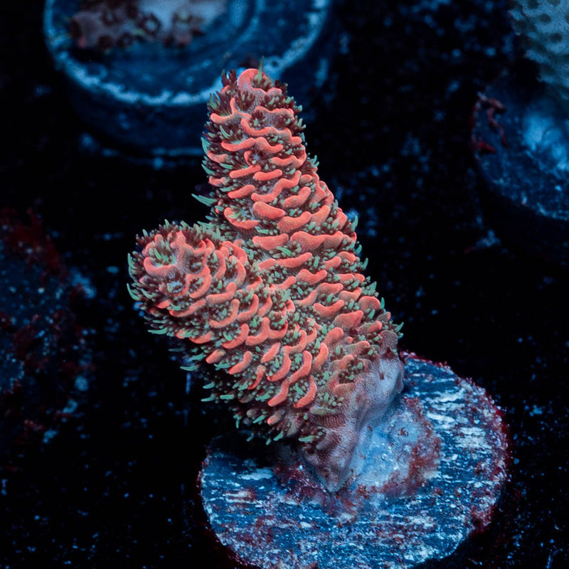 Judge Judy Millepora