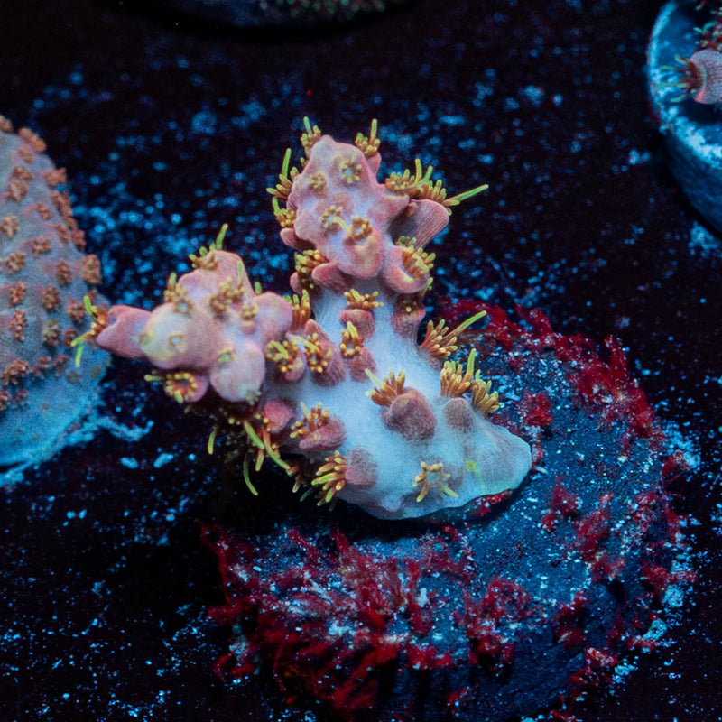 Confetti Acropora