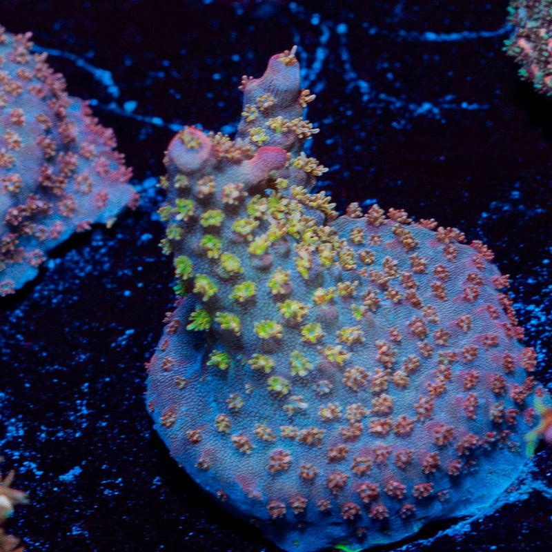 Confetti Acropora