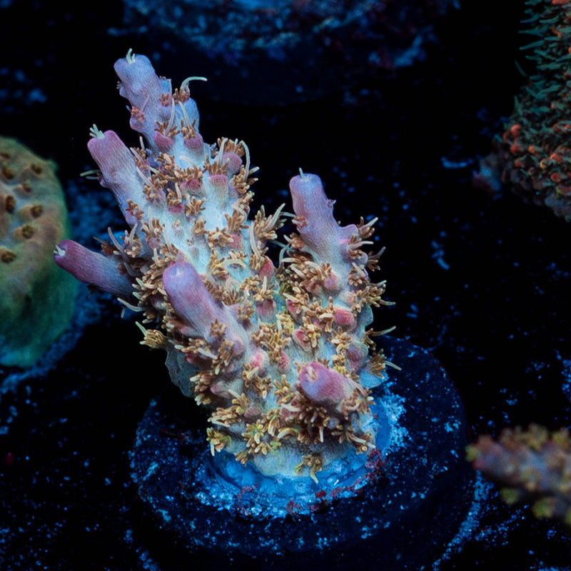 Purple Haze Acropora