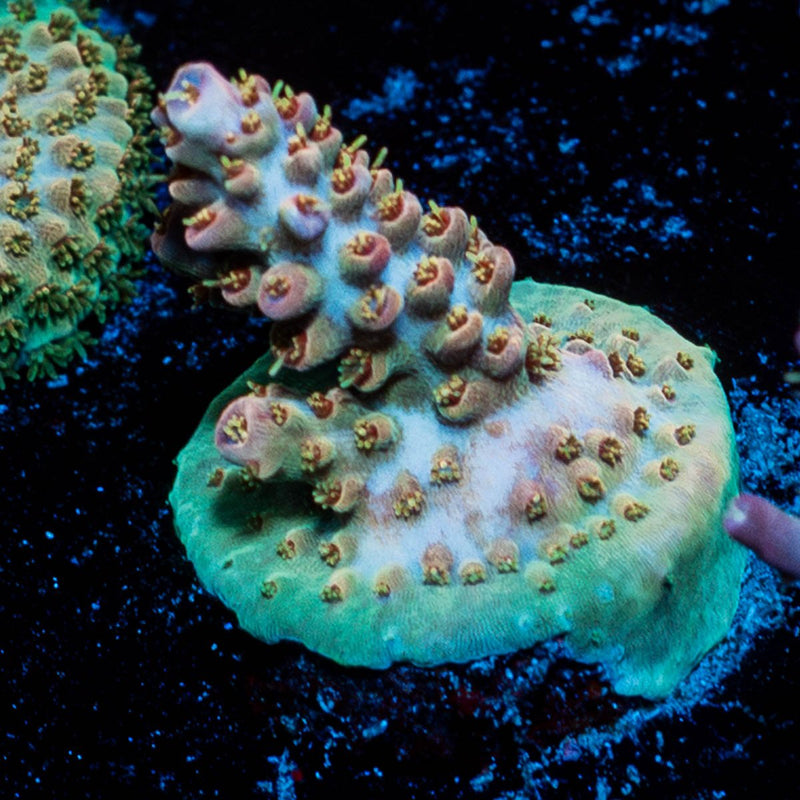 Buzz Lightyear Acropora