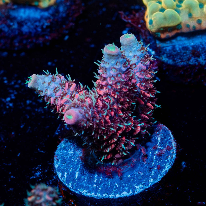 Judge Judy Millepora