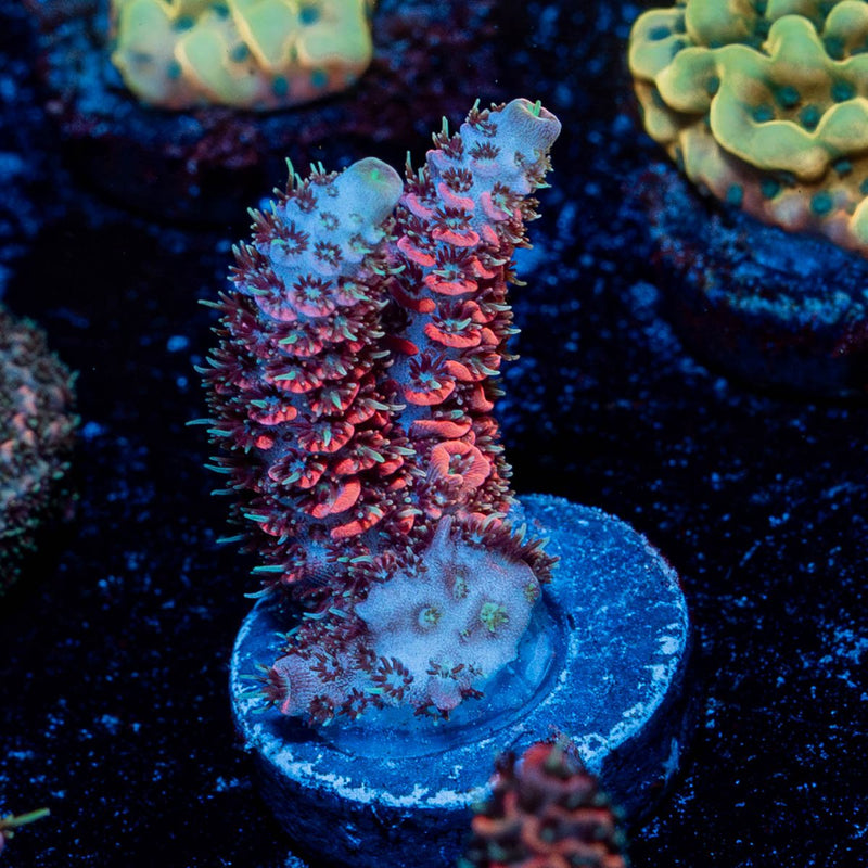 Judge Judy Millepora