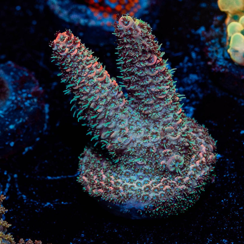 Rose Millepora