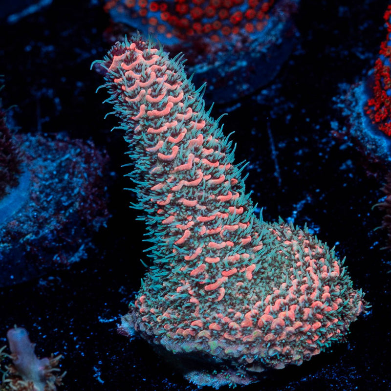 Judge Judy Millepora