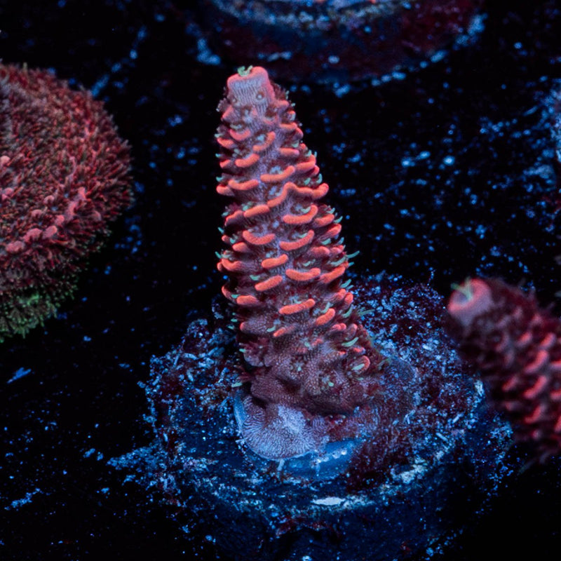 Rose Millepora