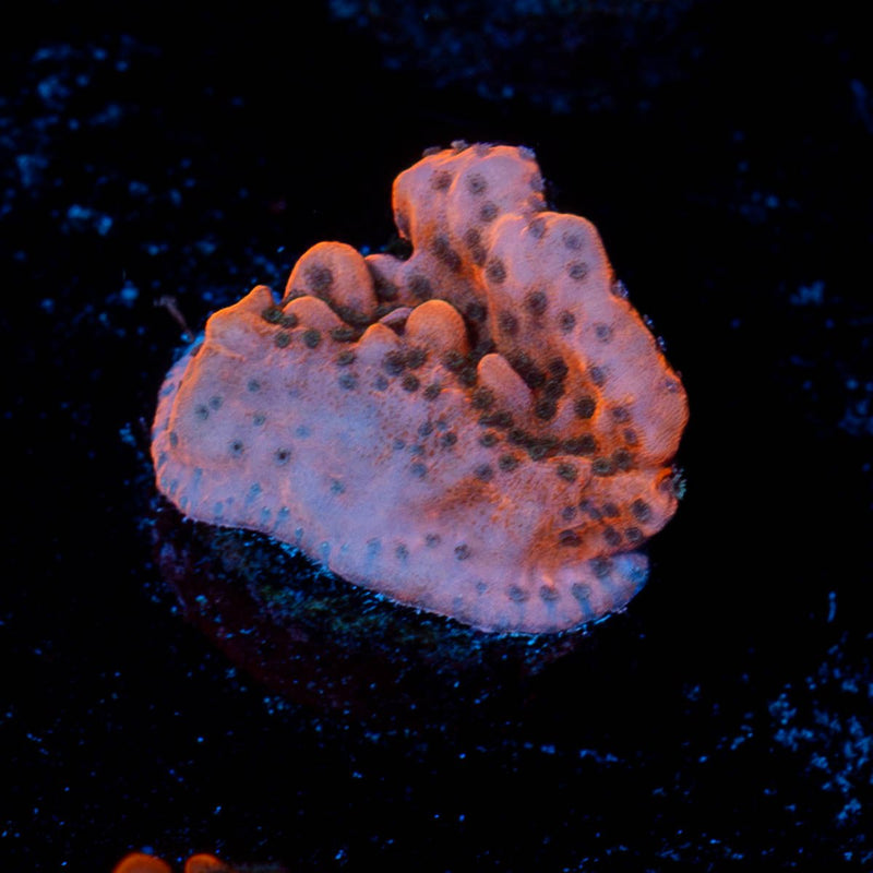 Cherry Tree Montipora