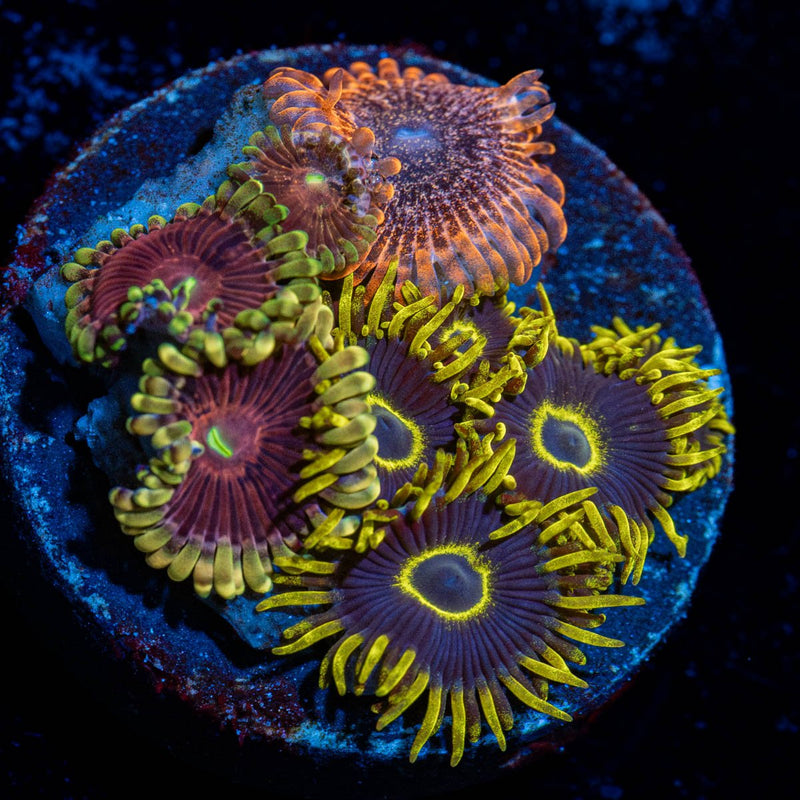 Combo Zoanthid Plug